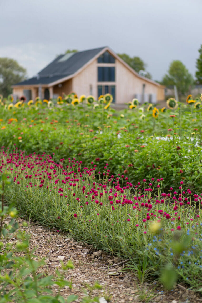 WILDFLOWER FARMS - Electric Bowery