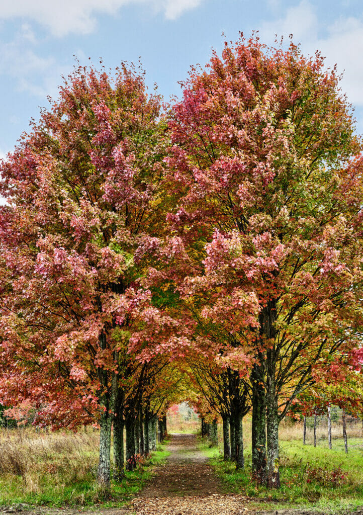 WILDFLOWER FARMS Electric Bowery